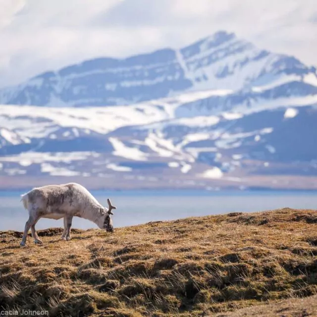 Rentiere in Spitzbergen Svalbard Arktis Quark Expeditons Acacia Johnson