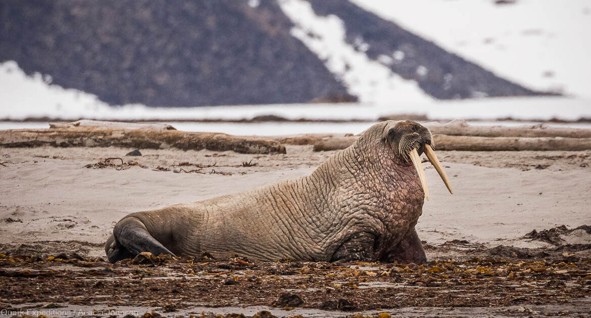 Spitzbergen Highlights in der Arktis Quark Expeditons Acacia Johnson