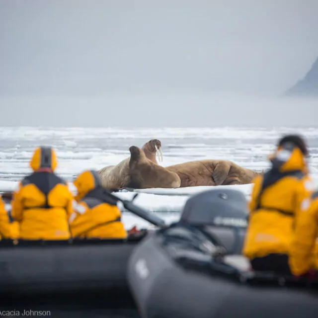 Walrosse und Zodiacs in Spitzbergen Arktis Quark Expeditons Acacia Johnson