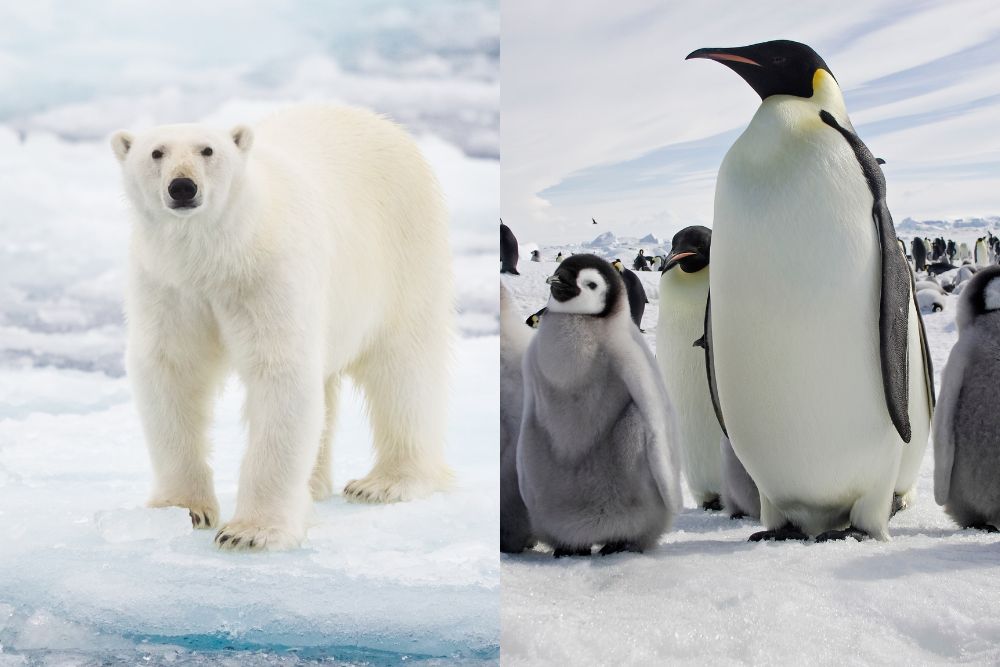 Eisbar in der Arktis, Pinguin in der Antarktis