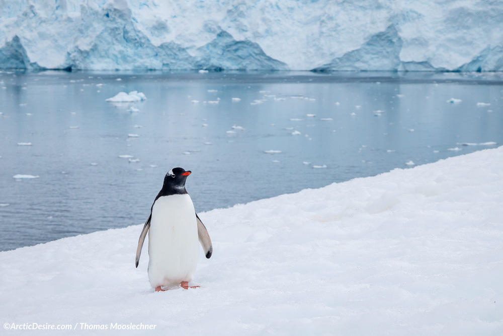 Eselspinguine in Neko Harbour in der Antarktis