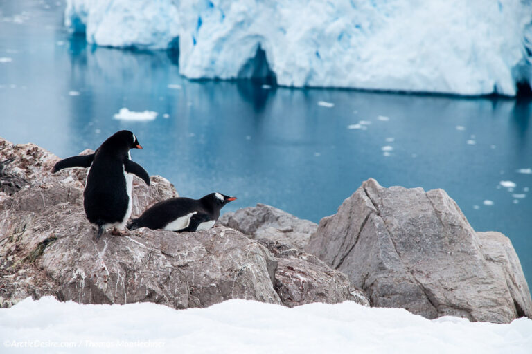 Eselspinguine in Neko Harbour in der Antarktis