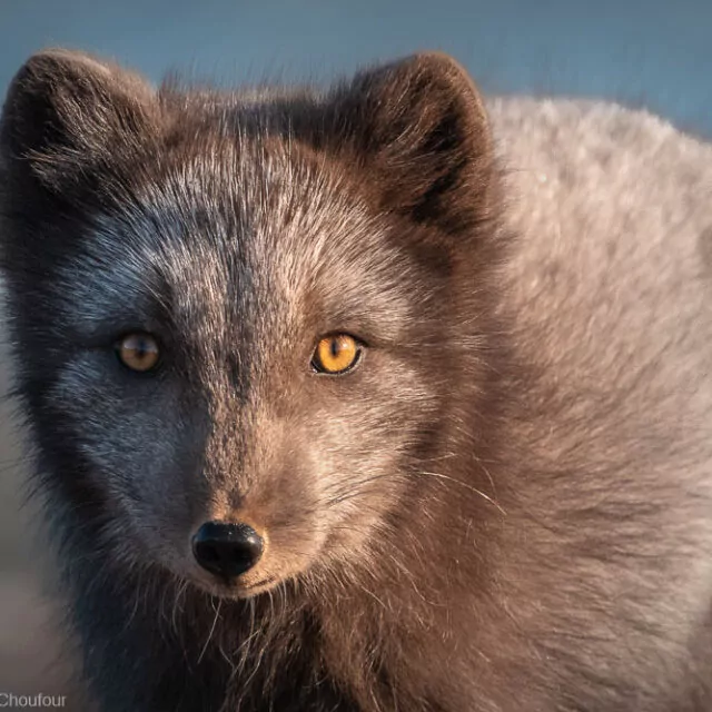 Polarfuchs in Grönland Swan Hellenic Yuri Choufour