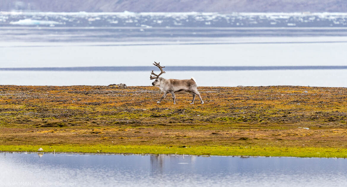 Von Schottland nach Spitzbergen Arktis StudioPONANT Ophelie Bleunven