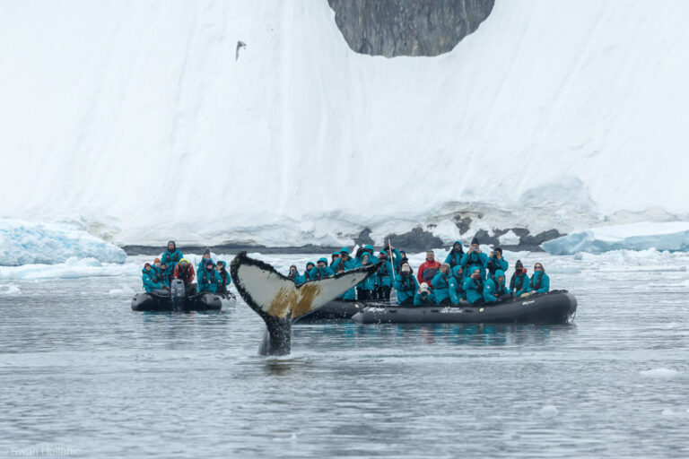Whale Watching mit einem Zodiac in der Antarktis von Swan Hellenic