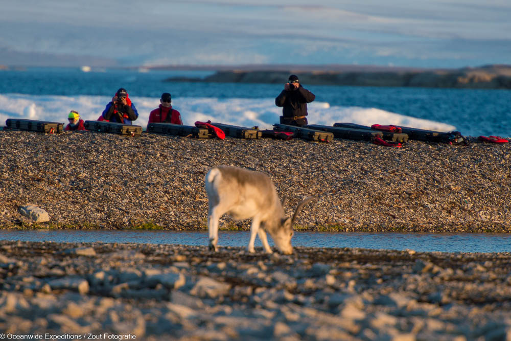 Rentiere in Spitzbergen in der Arktis von Oceanwide Expeditions Zout Fotografie Rentiere in Spitzbergen in der Arktis von Oceanwide Expeditions Zout Fotografie