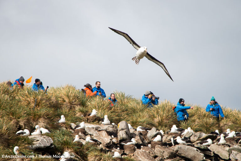 Albatros in West Point auf den Falkland Inseln