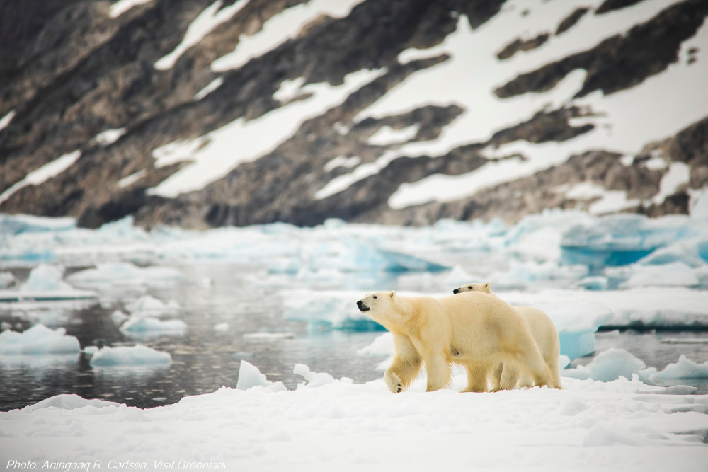 Eisbär in Grönland Visit Greenland Aningaaq R. Carlsen