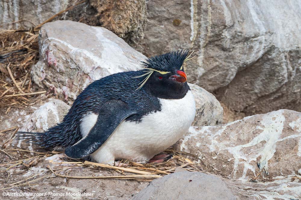 Nistender Felsenpinguin auf New Island auf den Falkland Inseln Nistender Felsenpinguin auf New Island auf den Falkland Inseln