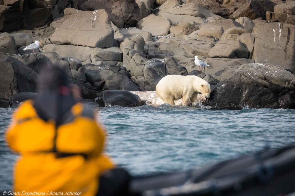 Eisbär in Spitzbergen mit Quark Expeditions / Acacia Johnson