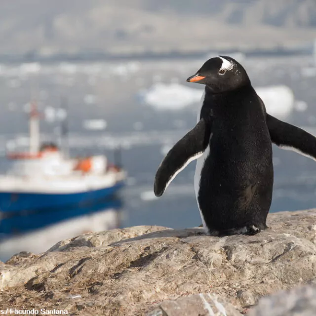 Eselspinguin und Mv Ushiaia in der Antarktis Antarpply Expeditions Facundo Santana