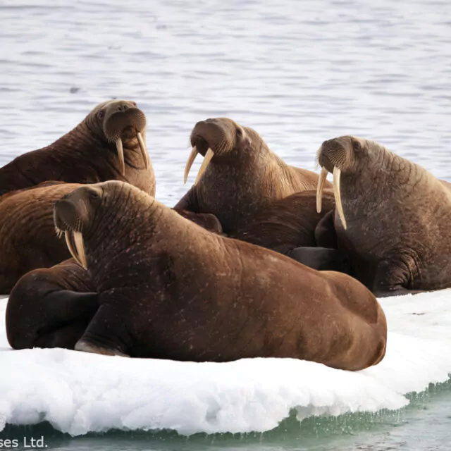 Silversea Ltd.-Walross-Svalbard