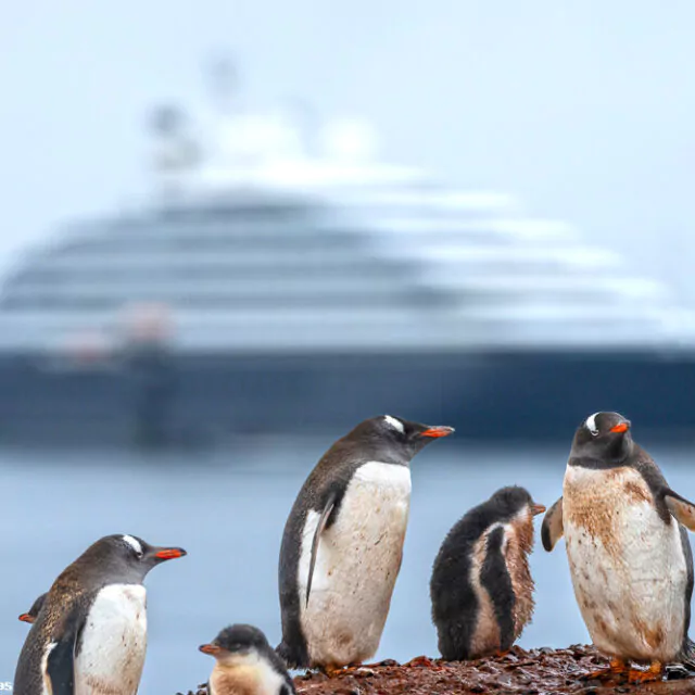 Eselspinguine in der Antarktis Scenic Luxury Cruises