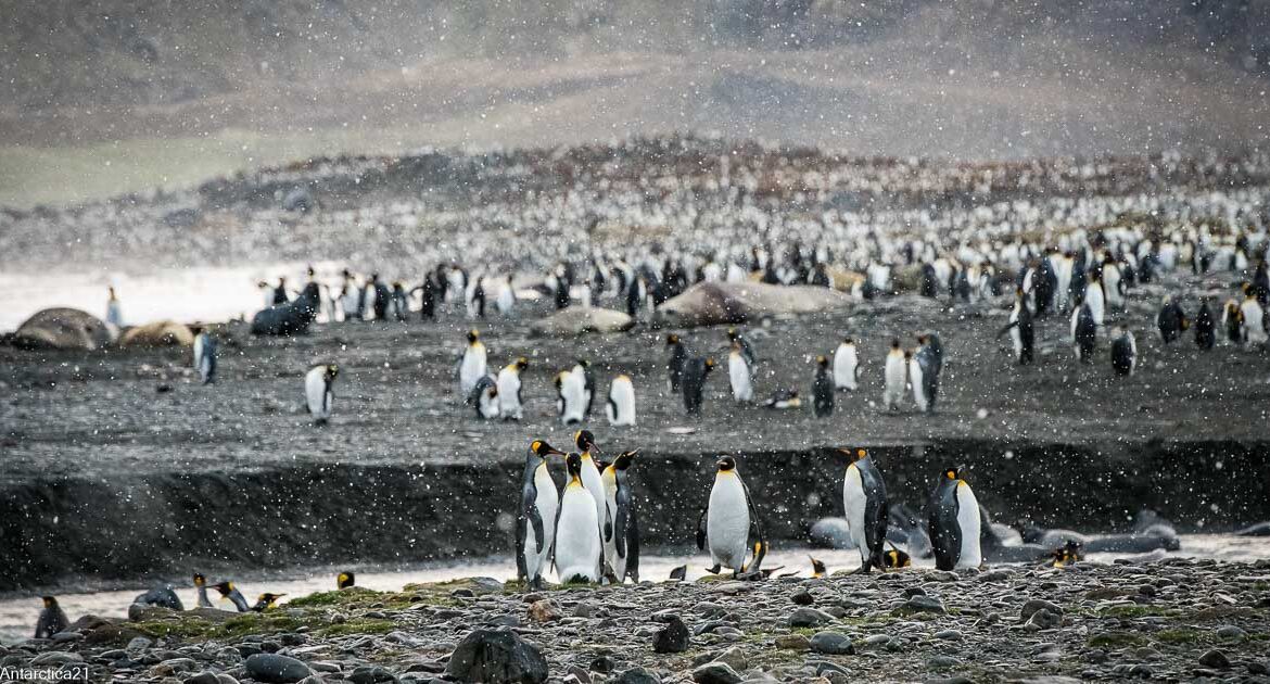 Falklandinseln, Südgeorgien und Antarktische Halbinsel Antarctica 21