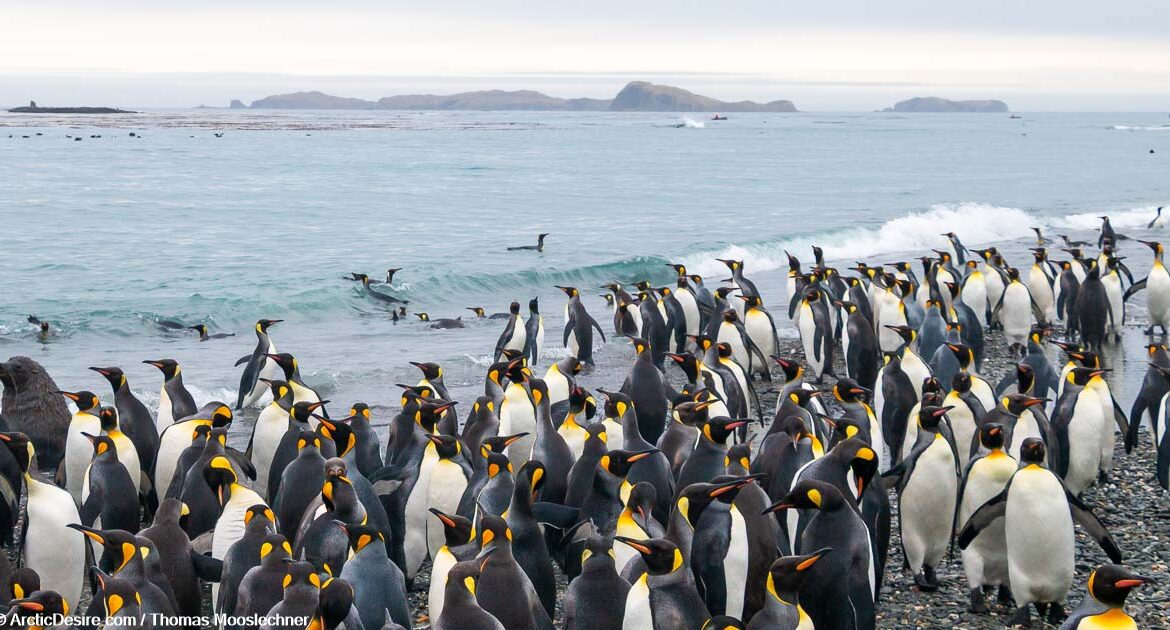 Falklandinseln und Südgeorgien im Frühling