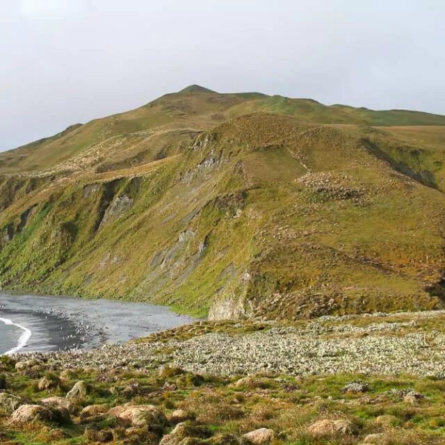 Macquarie Island in der Subantarktis