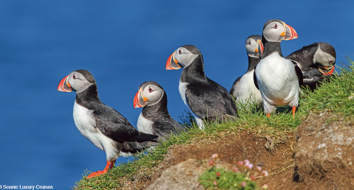 Nationalparks Ostgrönlands und Islands Scenic Luxury Cruises