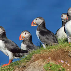 Nationalparks Ostgrönlands und Islands Scenic Luxury Cruises