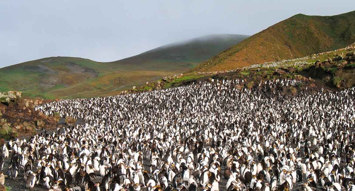 Neuseeland Subantarktische Inseln