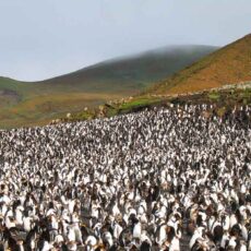Neuseeland Subantarktische Inseln