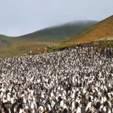 Neuseeland Subantarktische Inseln