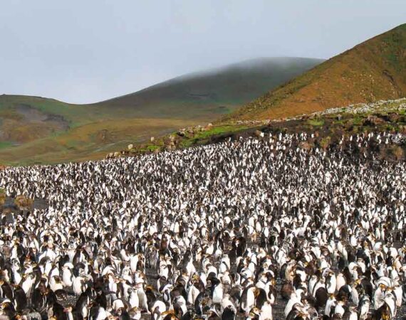 Neuseeland Subantarktische Inseln
