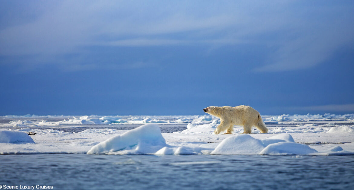 Ultimatives Spitzbergen, Grönland & Island in der Tiefe Scenic Luxury Cruises