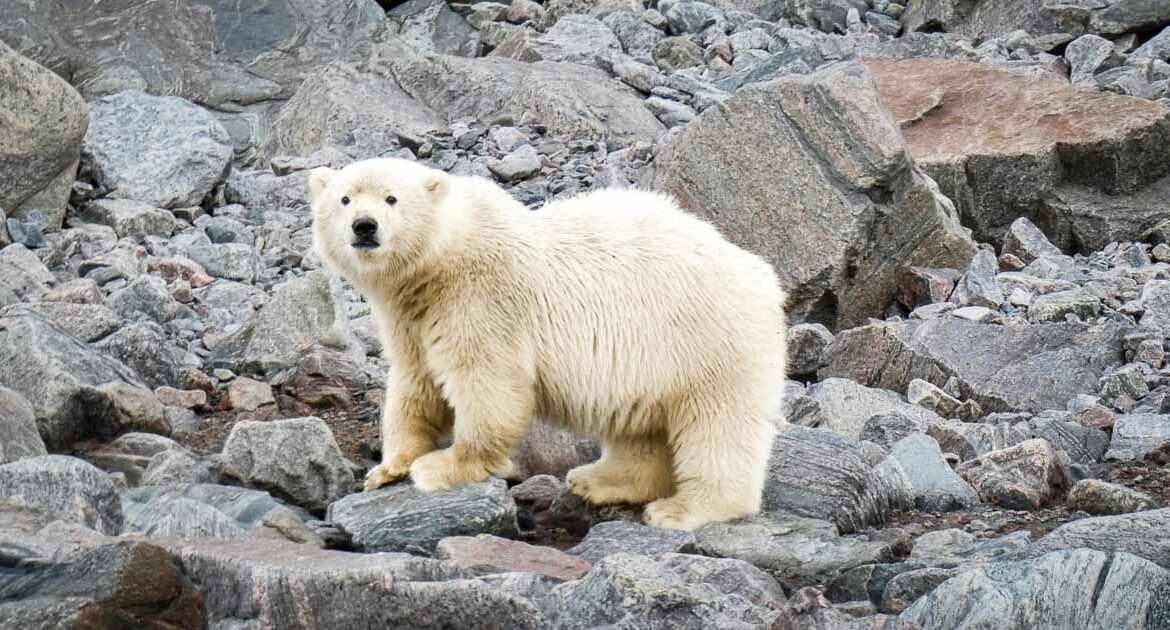 Ultimatives Wildleben in Grönland, der Hudson-Bucht und Nordkanada