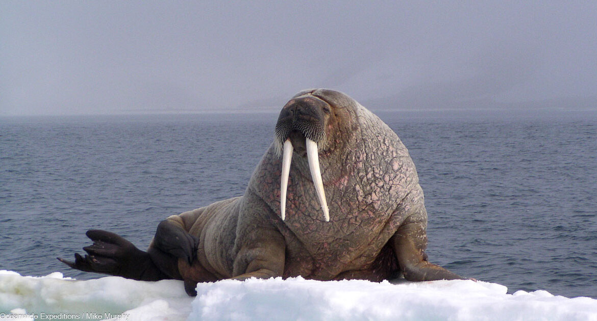 Arktischer Ozean mit Jan Mayen Oceanwide Expeditions Mike Murphy