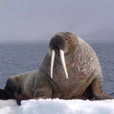 Arktischer Ozean mit Jan Mayen Oceanwide Expeditions Mike Murphy
