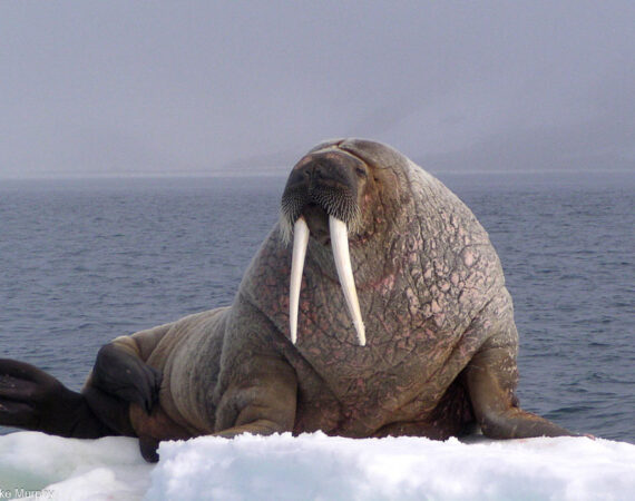 Arktischer Ozean mit Jan Mayen Oceanwide Expeditions Mike Murphy