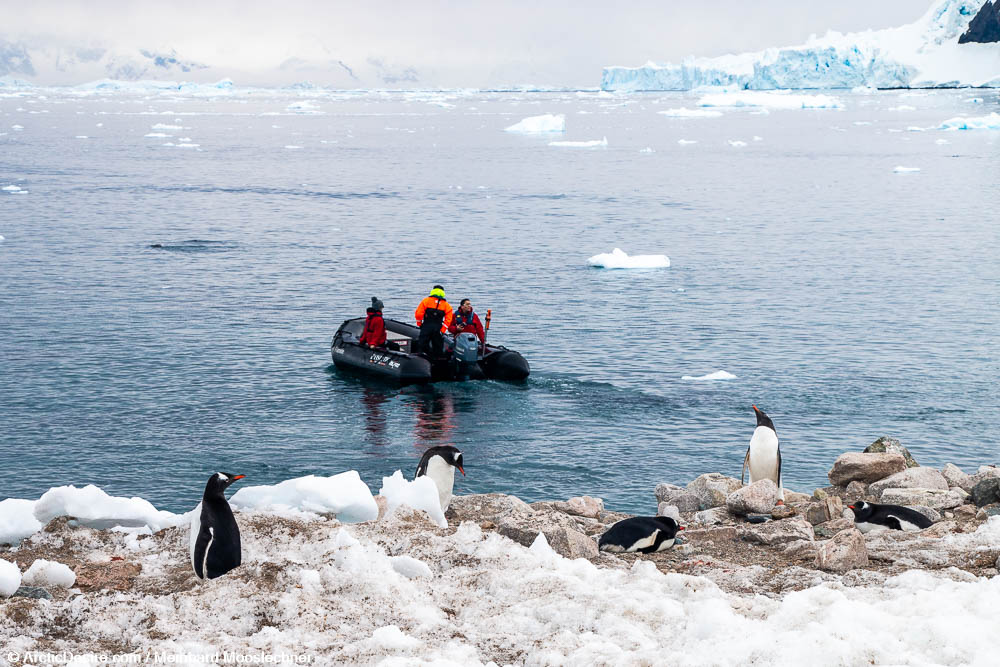 (Eselspinguine und Zodiac in der Antarktis)