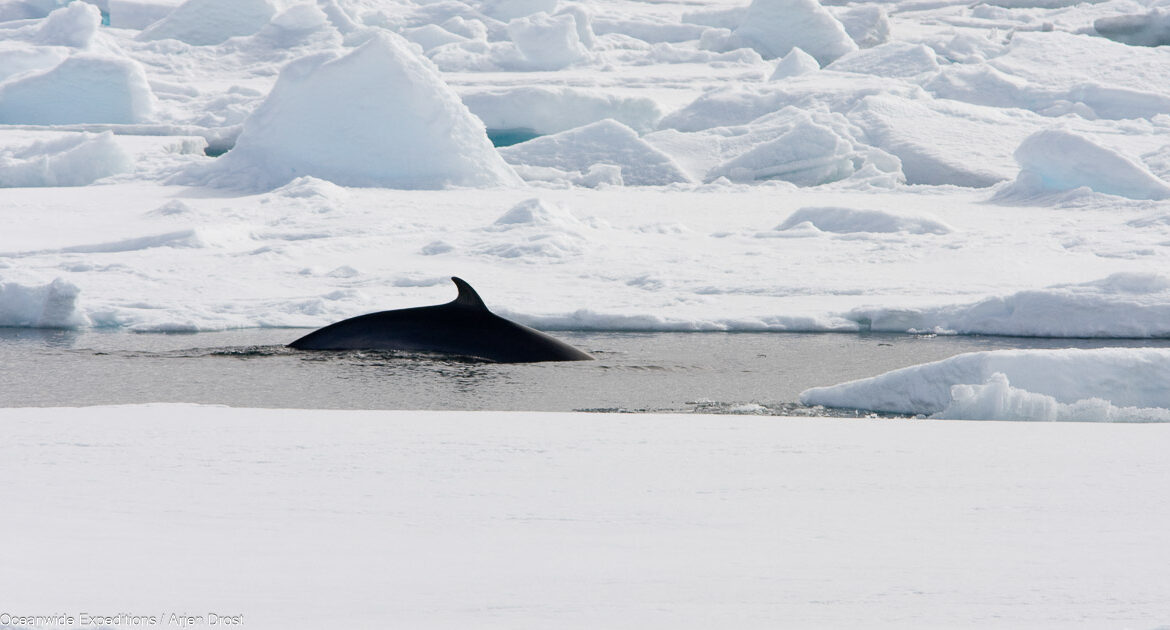 Nordspitzbergen Suche nach Grönlandwal Oceanwide Expeditions Arjen Drost