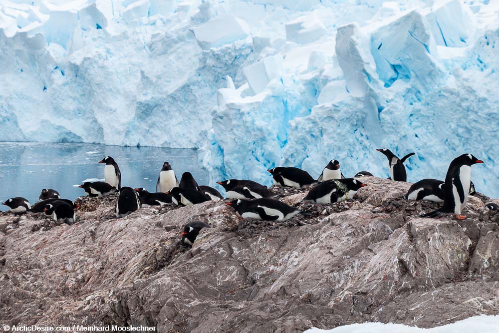Pinguine in Neko Harbour in der Antarktis