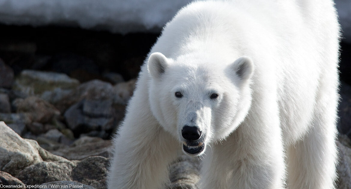 Spitzbergen Bäreninsel Norwegen Oceanwide Expeditions Wim van Passel