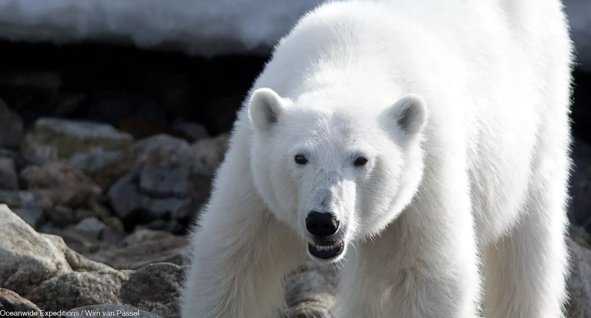 Spitzbergen Bäreninsel Norwegen Oceanwide Expeditions Wim van Passel