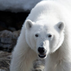 Spitzbergen Bäreninsel Norwegen Oceanwide Expeditions Wim van Passel
