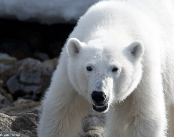 Spitzbergen Bäreninsel Norwegen Oceanwide Expeditions Wim van Passel