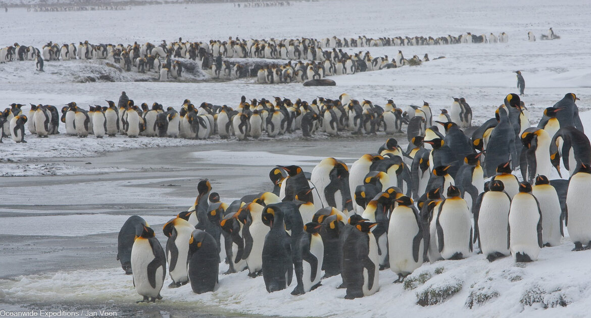 Südgeorgien Oceanwide Expeditions Jan Veen