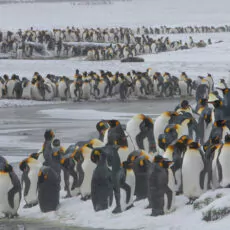 Südgeorgien Oceanwide Expeditions Jan Veen